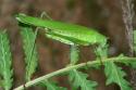 Kobylka krídlatá /Phaneroptera falcata/ Kobylka krídlatá /Phaneroptera falcata/