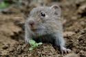 Hraboš poľný /Microtus arvalis/ Hraboš poľný /Microtus arvalis/