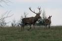 Jelenia ruja na horách Jelenia ruja na horách